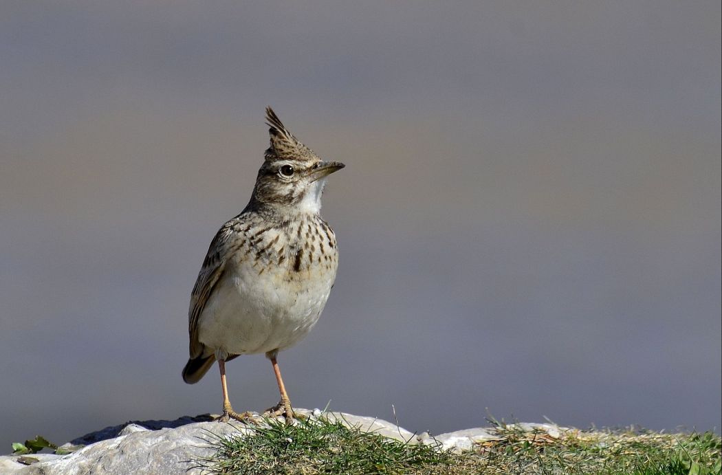 Crested Lark