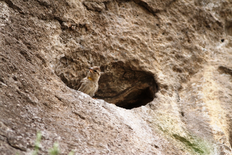 Rock Sparrow