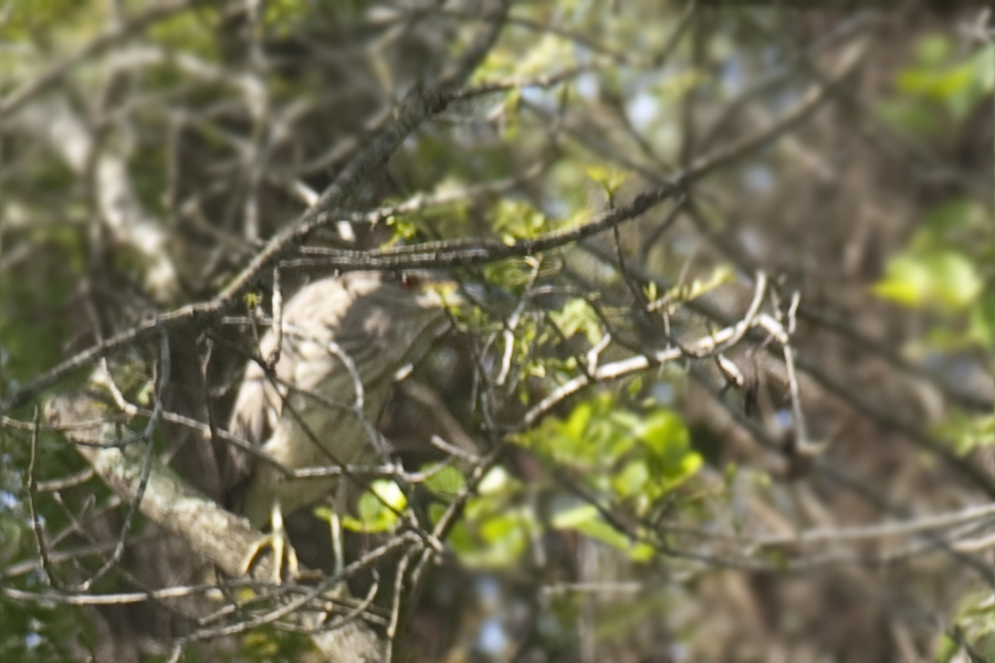 Black-crowned Night Heron
