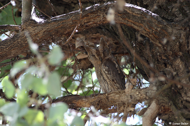 Pallid Scops Owl
