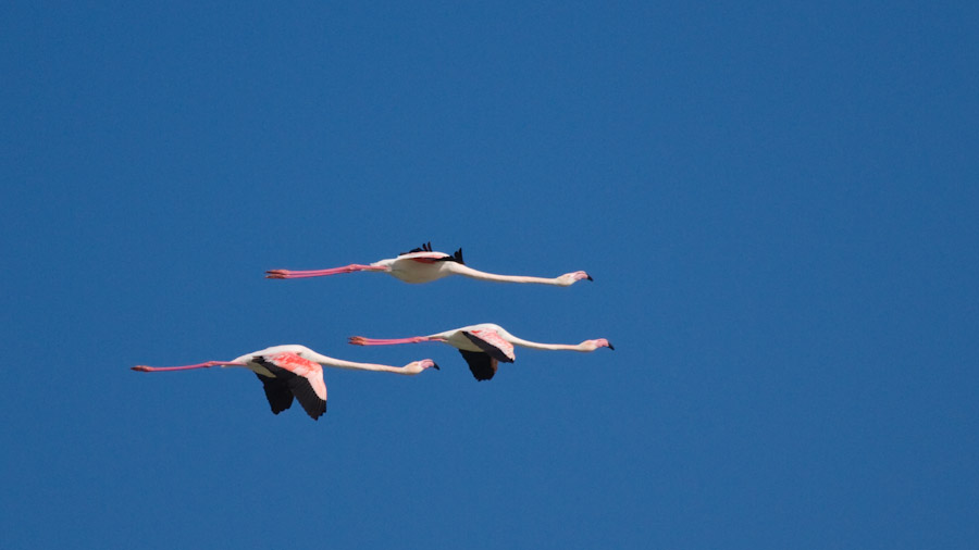 Greater Flamingo