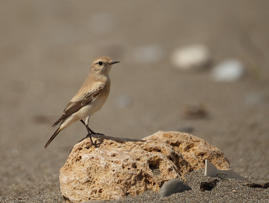 Desert Wheatear