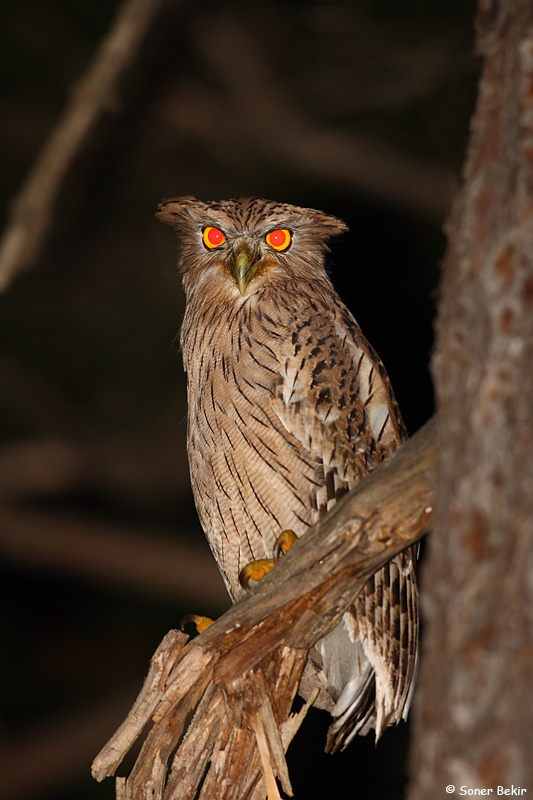 Brown Fish Owl