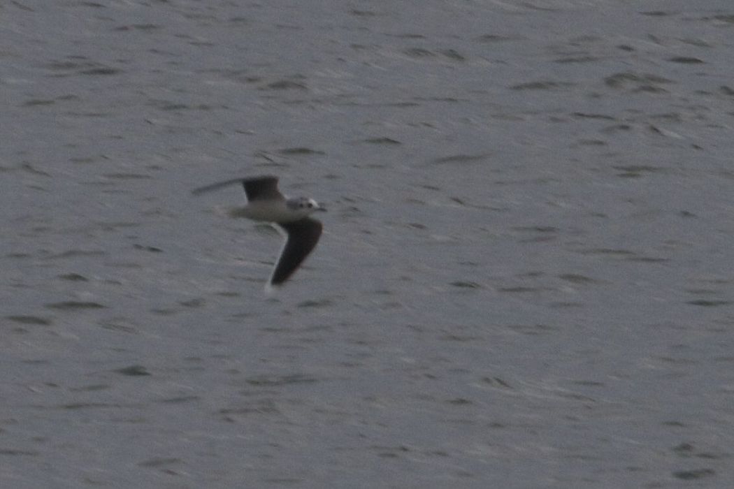 Little Gull