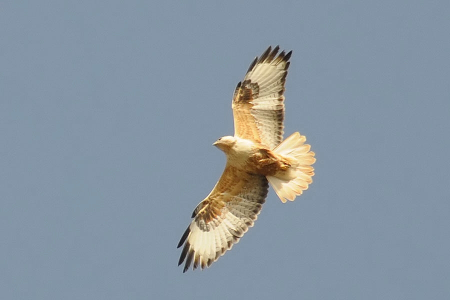 Kızıl Şahin