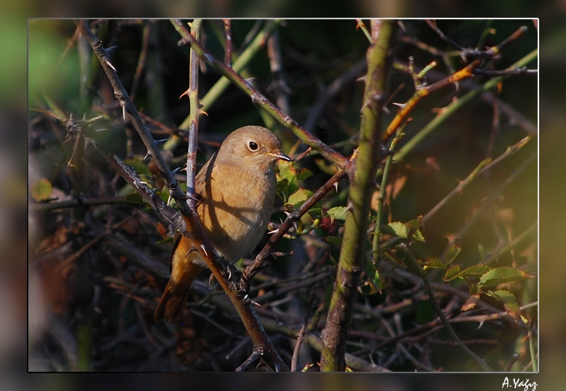 Common Redstart