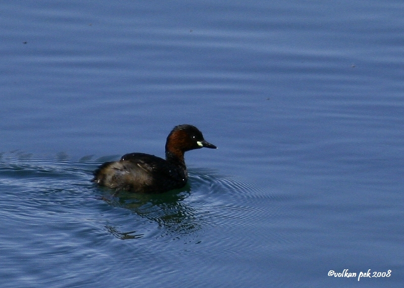 Little Grebe