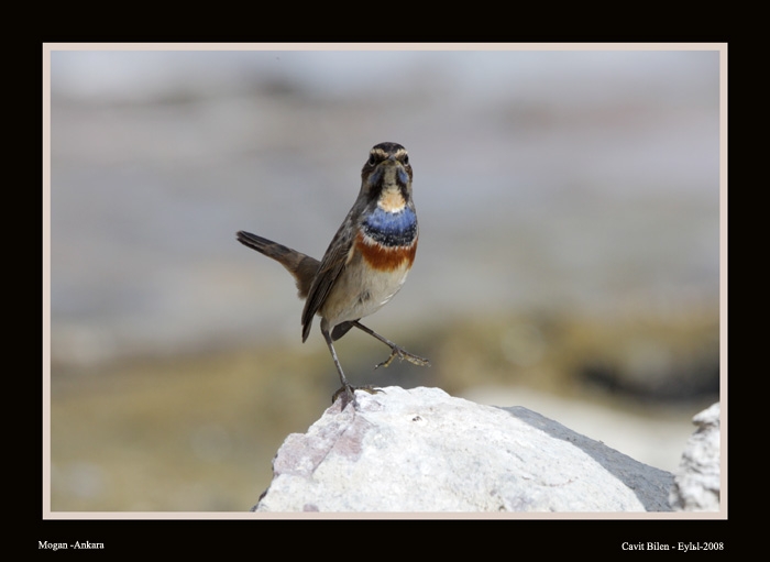 Bluethroat