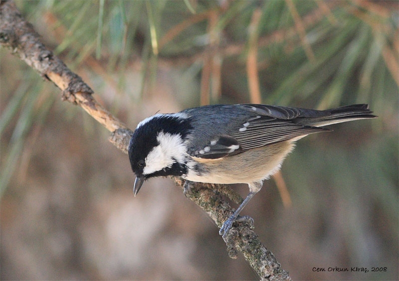 Coal Tit