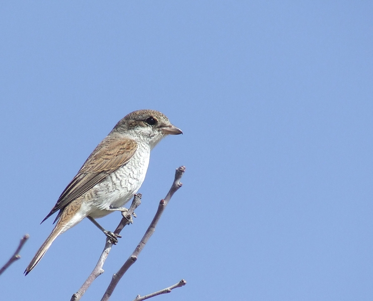 Red-backed Shrike