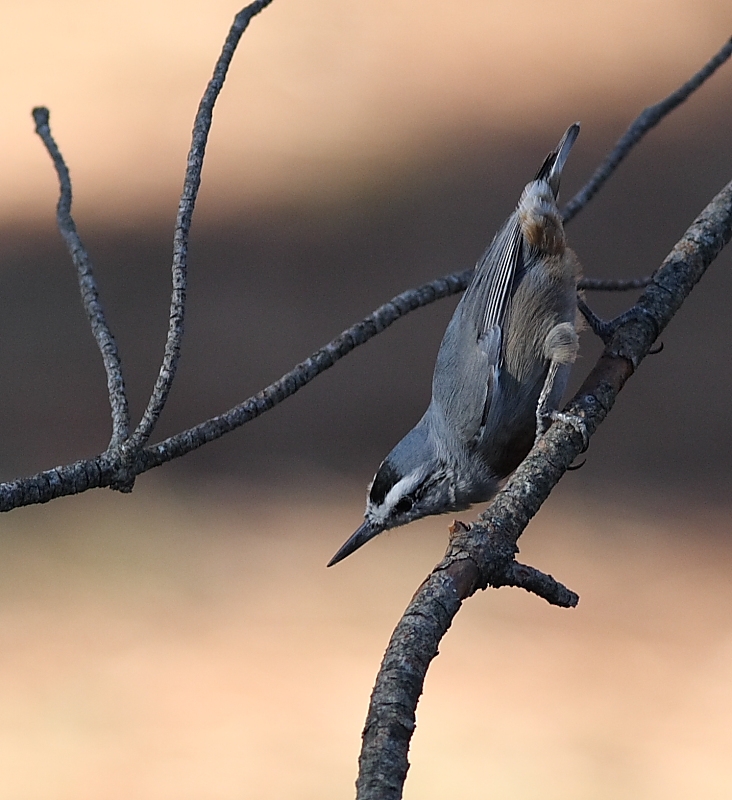 Krüper`s Nuthatch