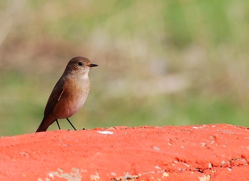 Common Redstart