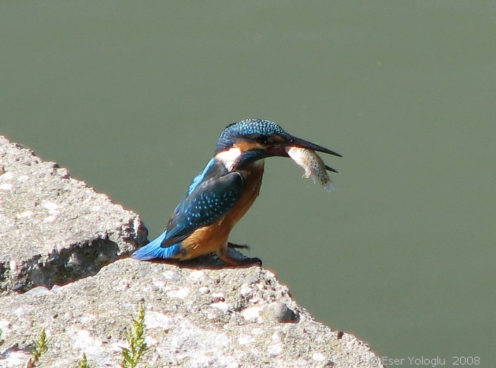 Common Kingfisher