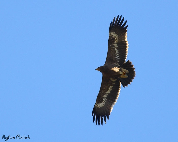 Steppe Eagle