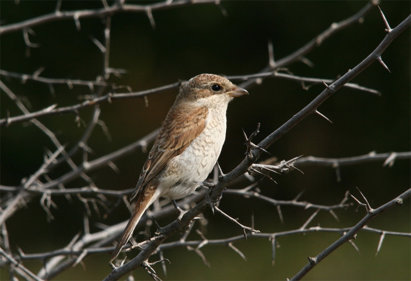 Red-backed Shrike