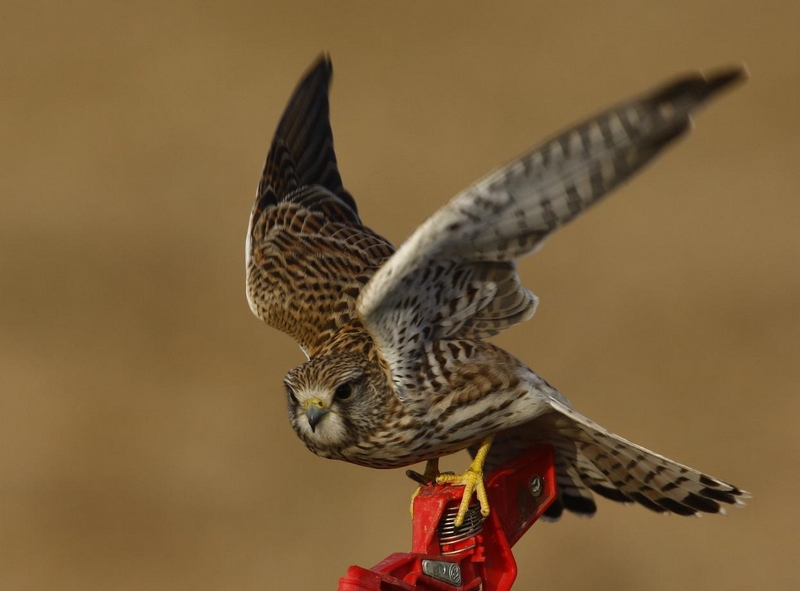 Common Kestrel