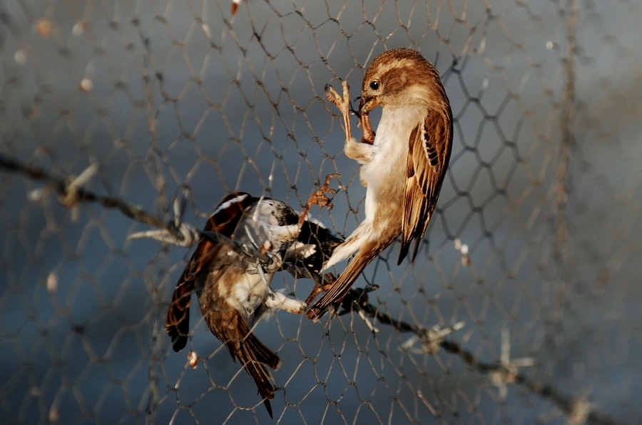 House Sparrow