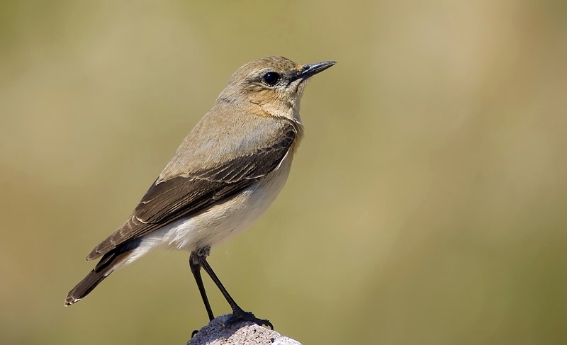 Northern Wheatear