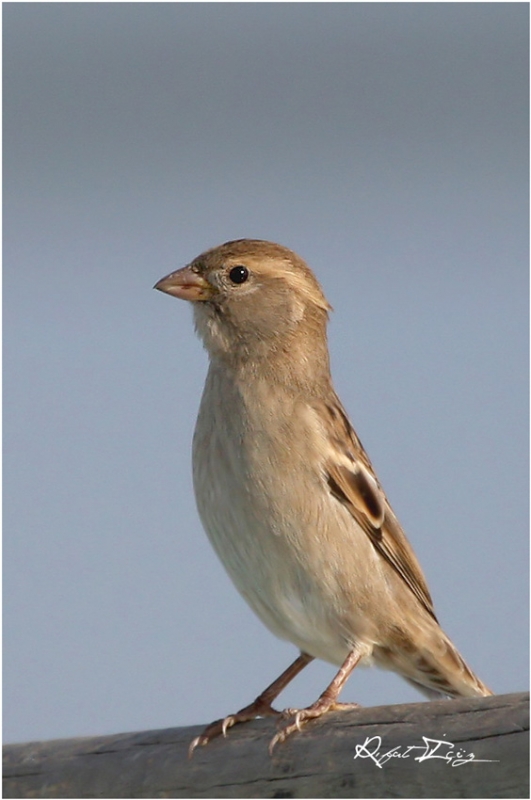 Spanish Sparrow