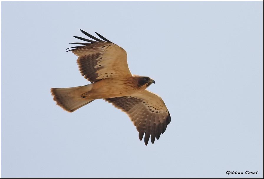Booted Eagle
