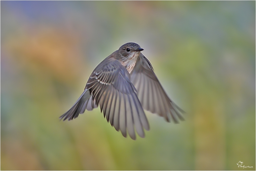 Spotted Flycatcher