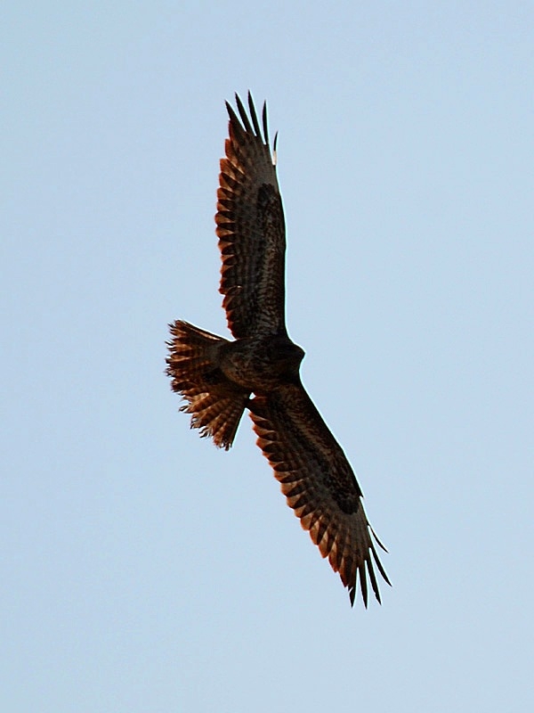 Common Buzzard