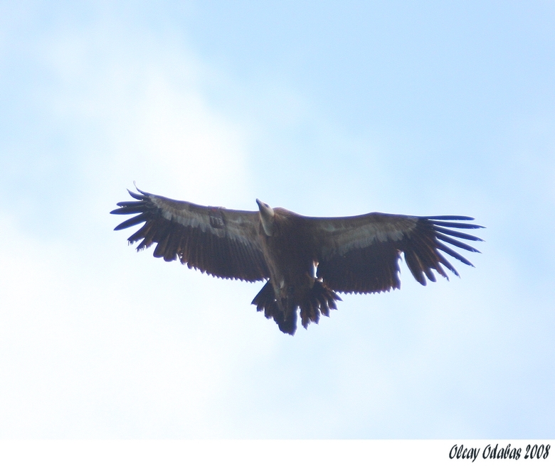Griffon Vulture