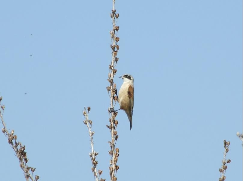 Eurasian Penduline Tit