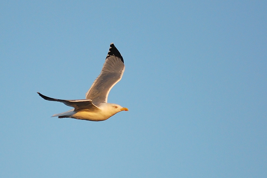 Yellow-legged Gull