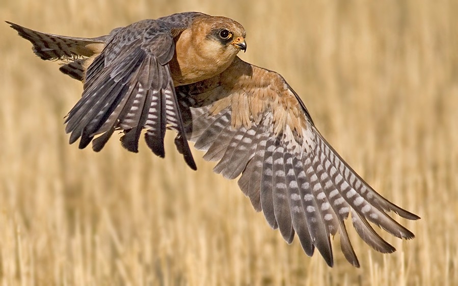 Red-footed Falcon