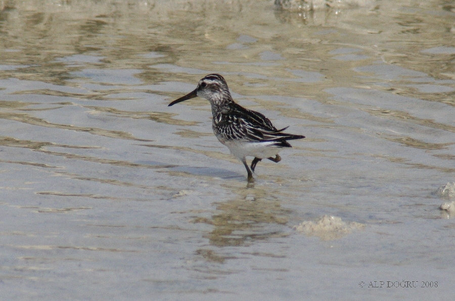 Broad-billed Sandpiper