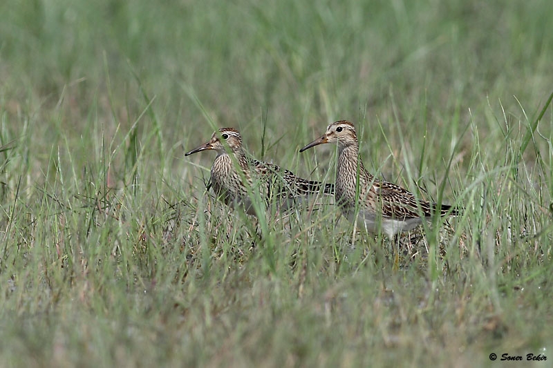 Pectoral Sandpiper