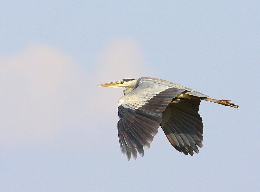 Grey Heron