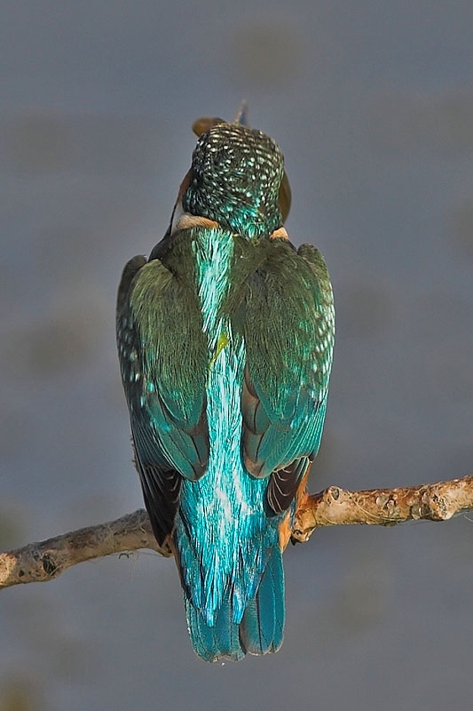 Common Kingfisher
