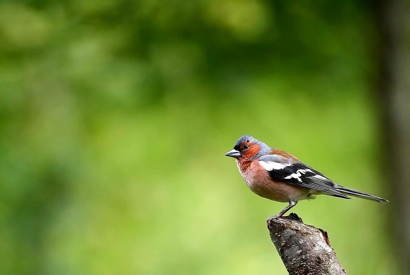 Common Chaffinch