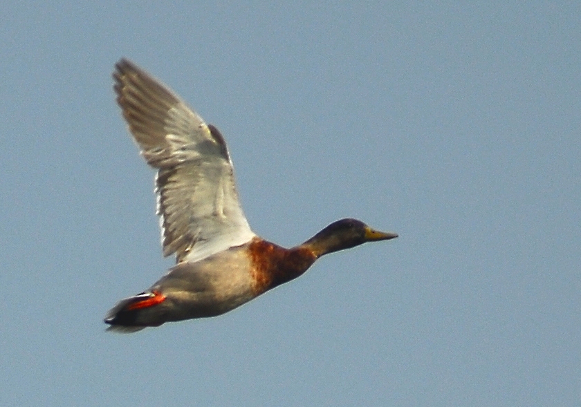 Yeşilbaş