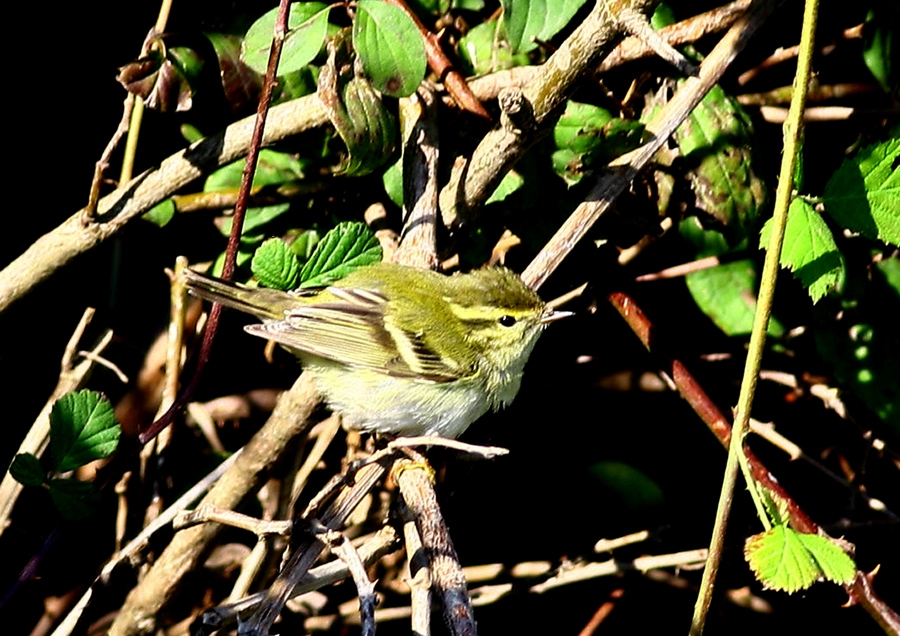 Yellow-browed Warbler
