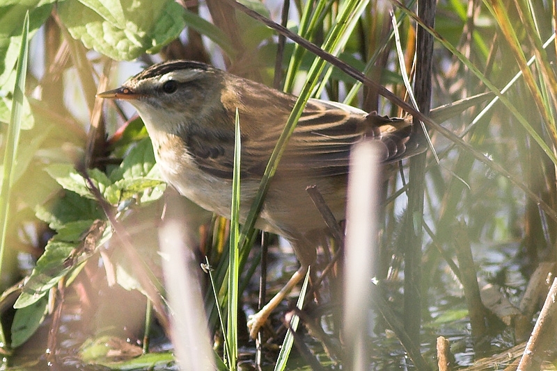 Sedge Warbler