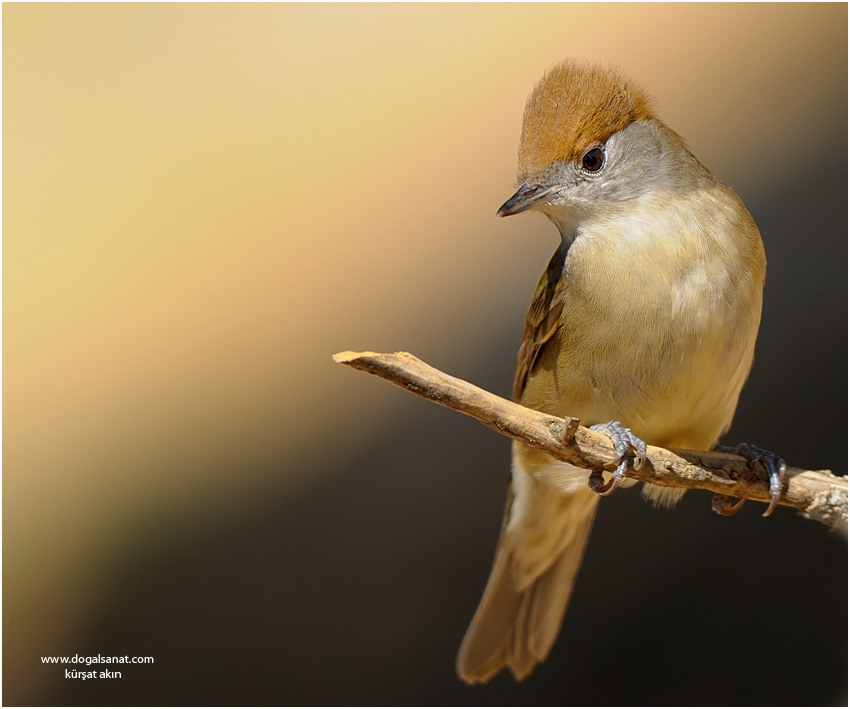 Eurasian Blackcap