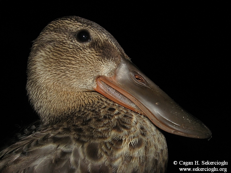 Northern Shoveler