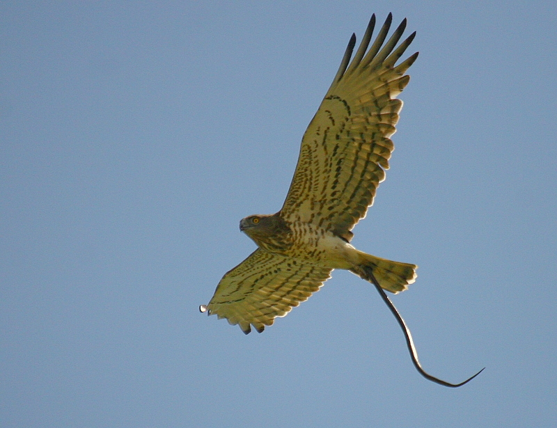 Short-toed Snake Eagle