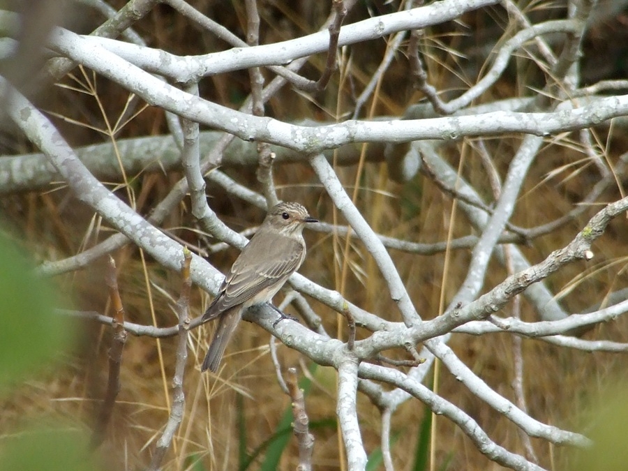 Spotted Flycatcher