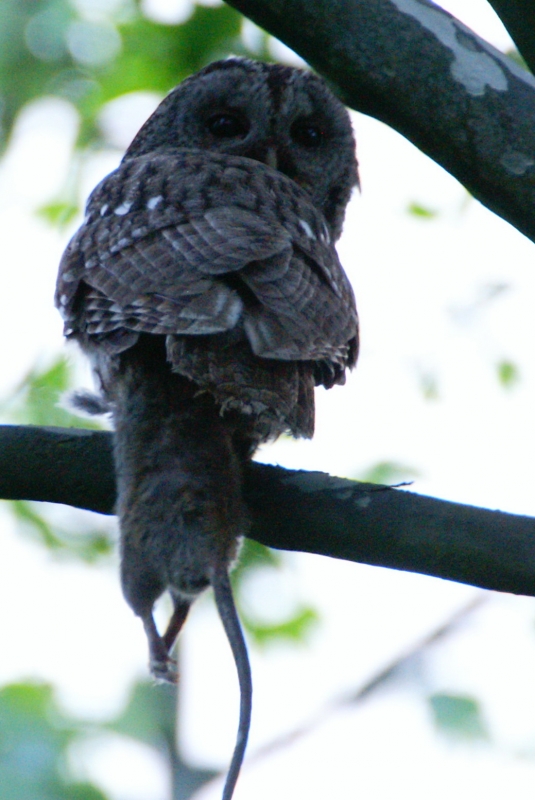 Tawny Owl
