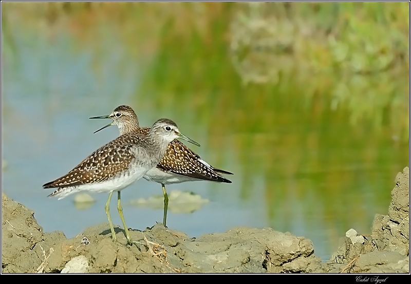 Wood Sandpiper
