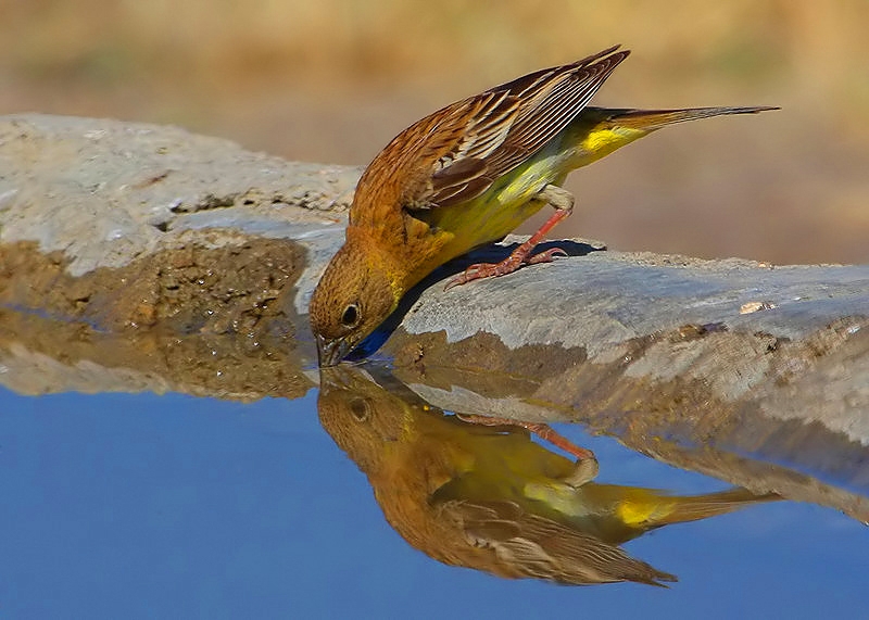 Black-headed Bunting
