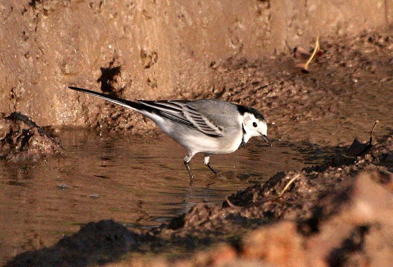 White Wagtail