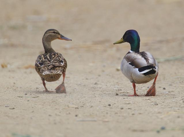 Mallard