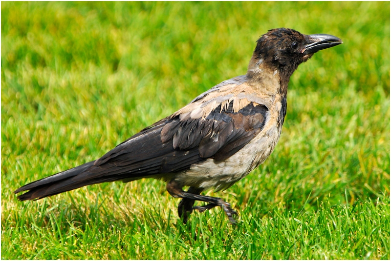 Hooded Crow