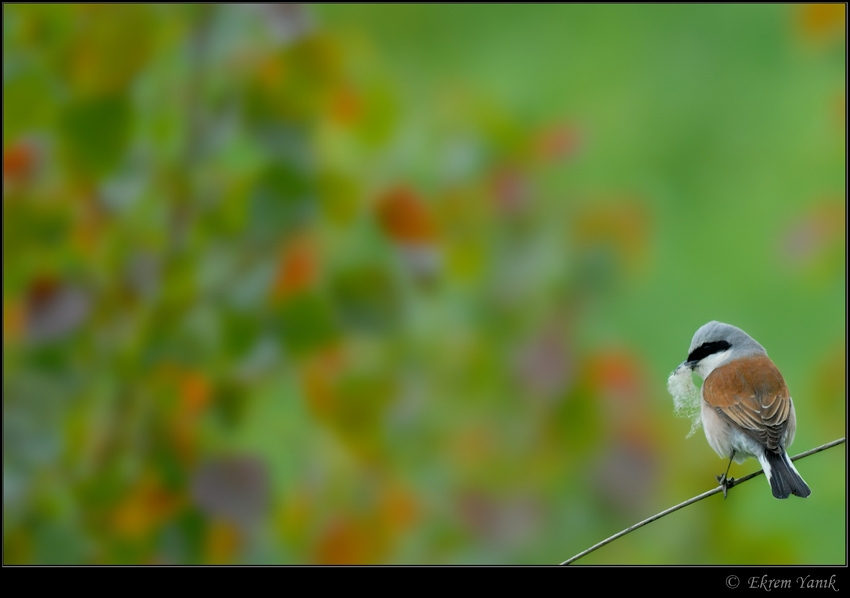 Red-backed Shrike
