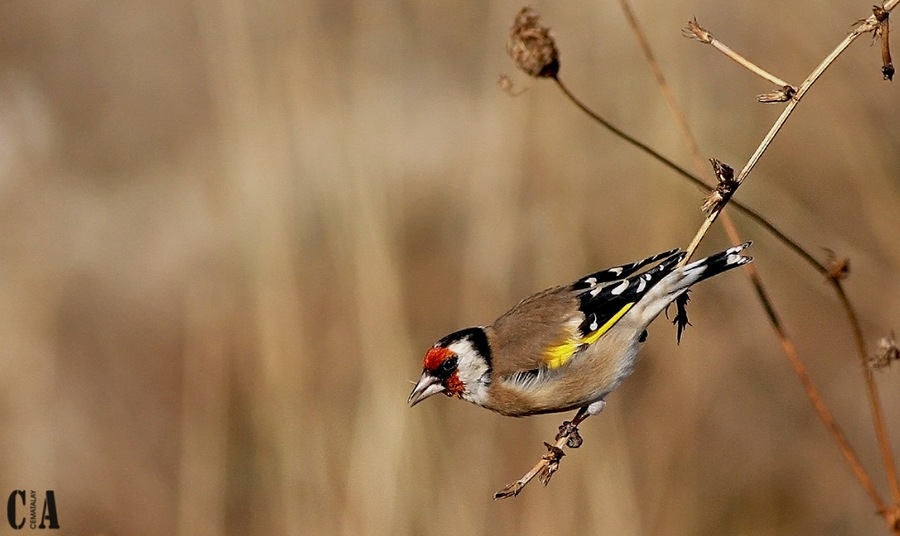 European Goldfinch